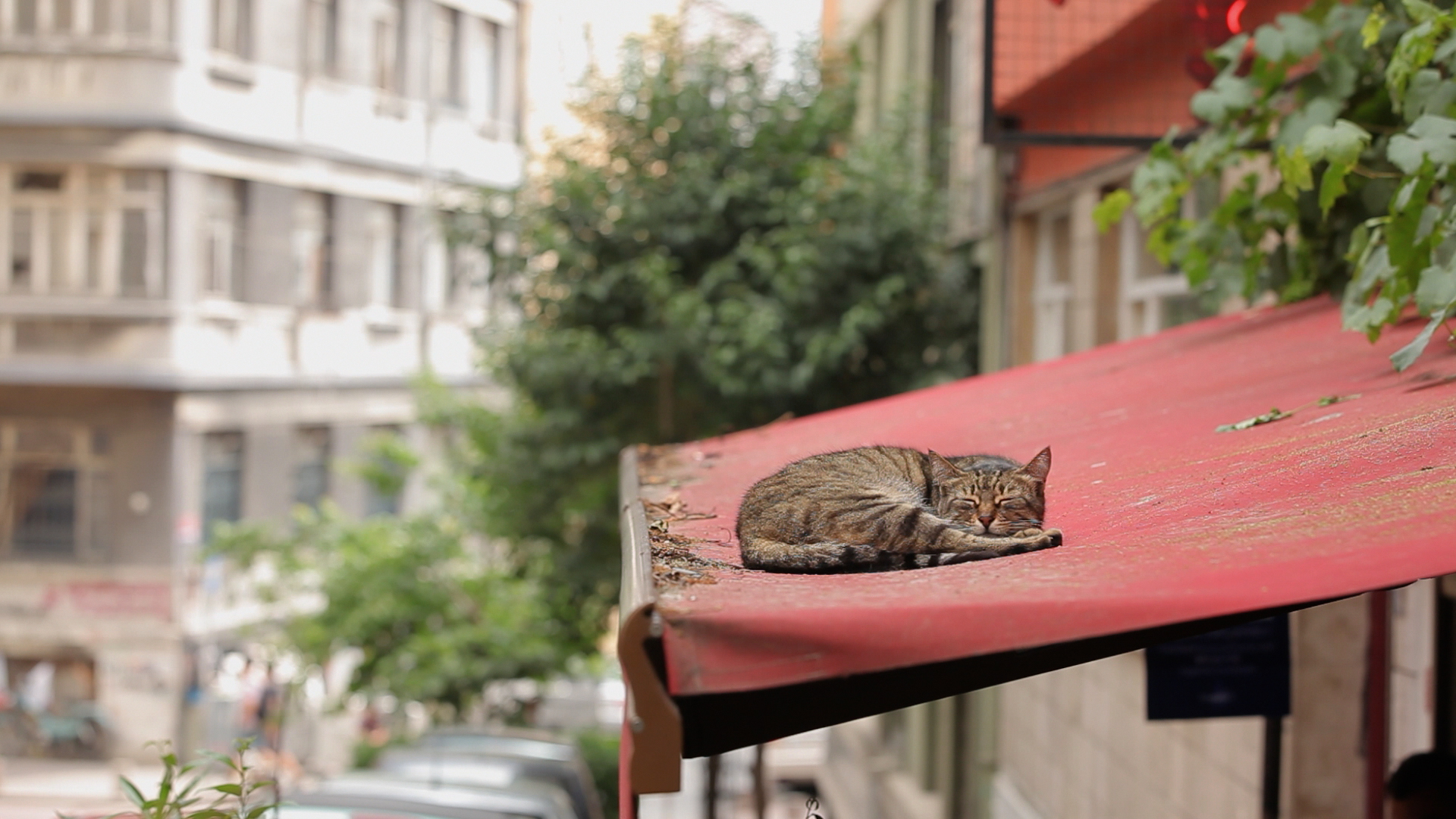 3-A-Scene-from-KEDI.jpg