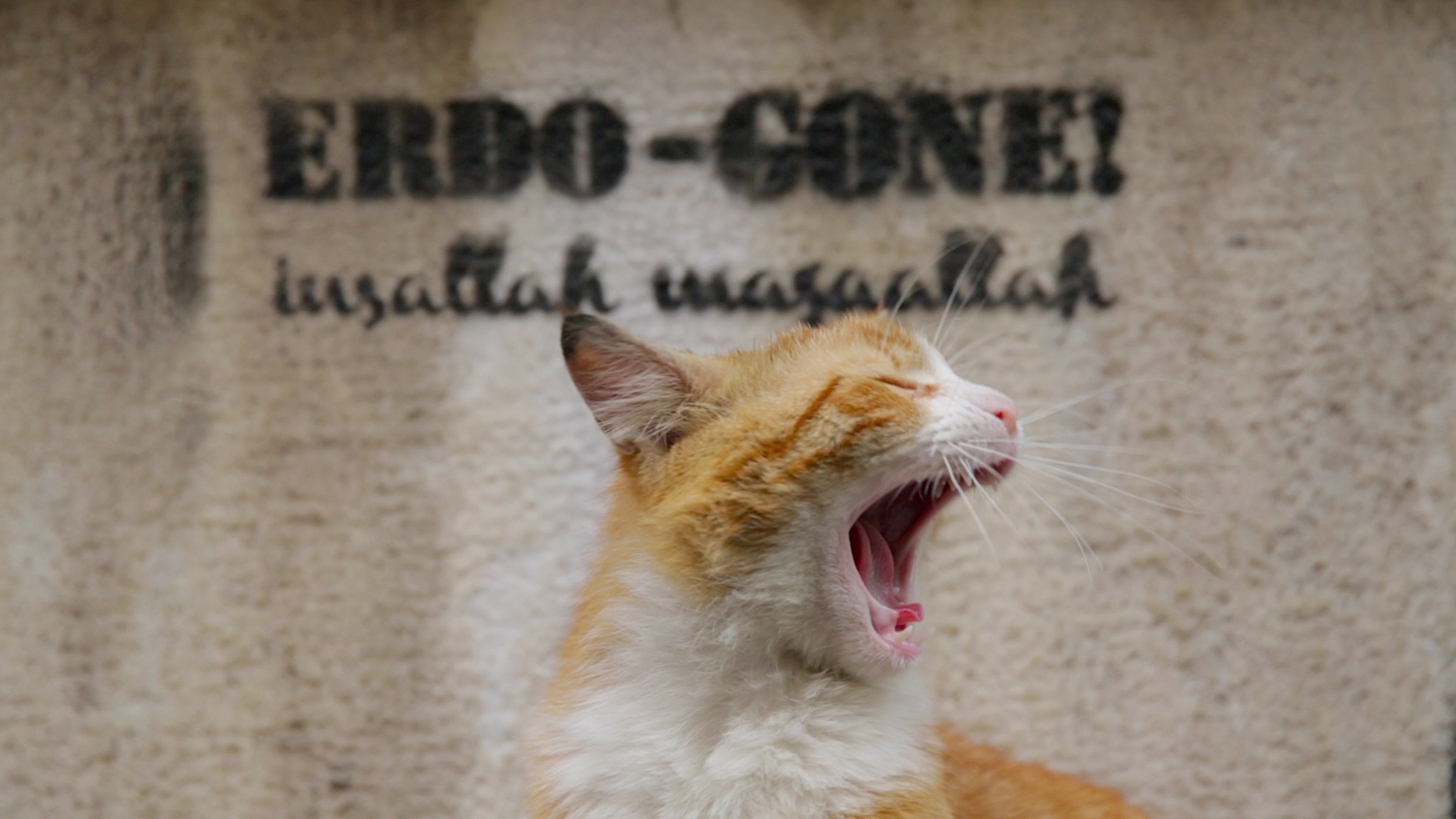 KEDi-17.jpg