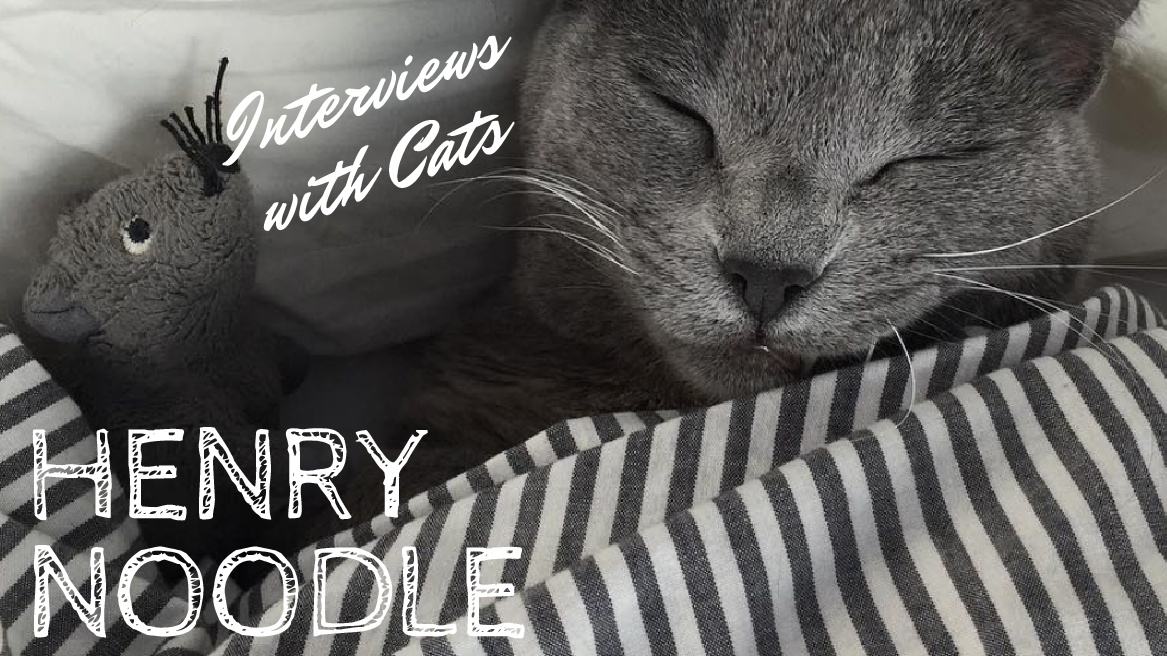 Interviews With Cats: Henry Noodle, Ruler of "Underthebedistan"
