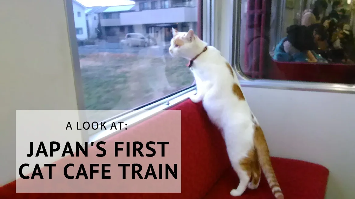 World's First Cat Cafe Train To Launch in Japan