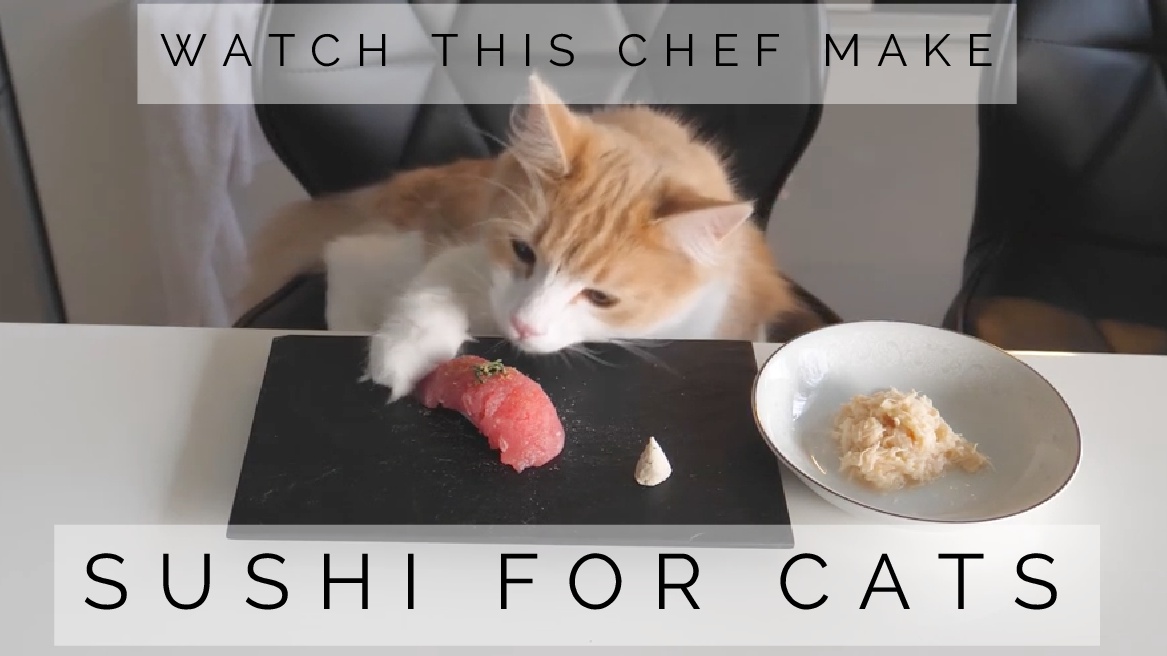 Watch This Chef Make Sushi For His Cats