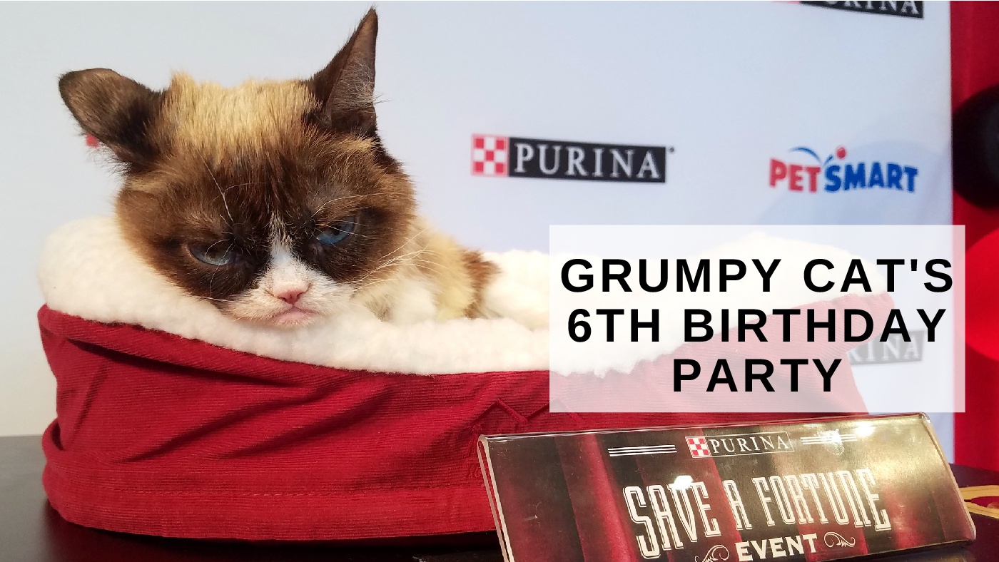 Grumpy Cat Teams Up With Purina And Petsmart At Her 'Save A Fortune' Birthday Party In NYC