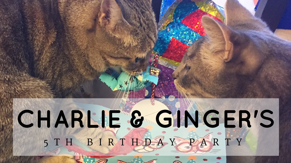 I Went To A Cat's Birthday Party And It Was Everything