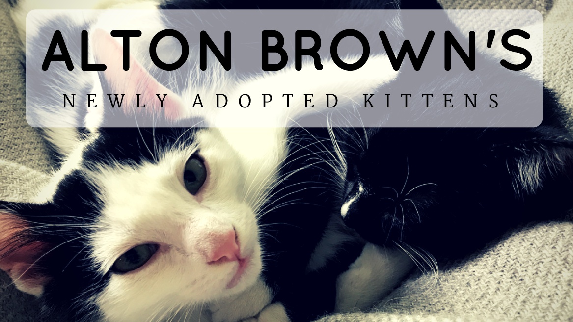 Alton Brown Adopted Two Kittens And Named Then Stir-Fry and Shrimp Toast