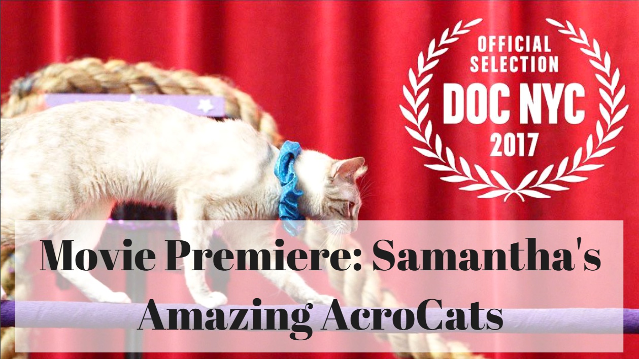 NYC Movie Premiere: Samantha's Amazing Acro Cats 