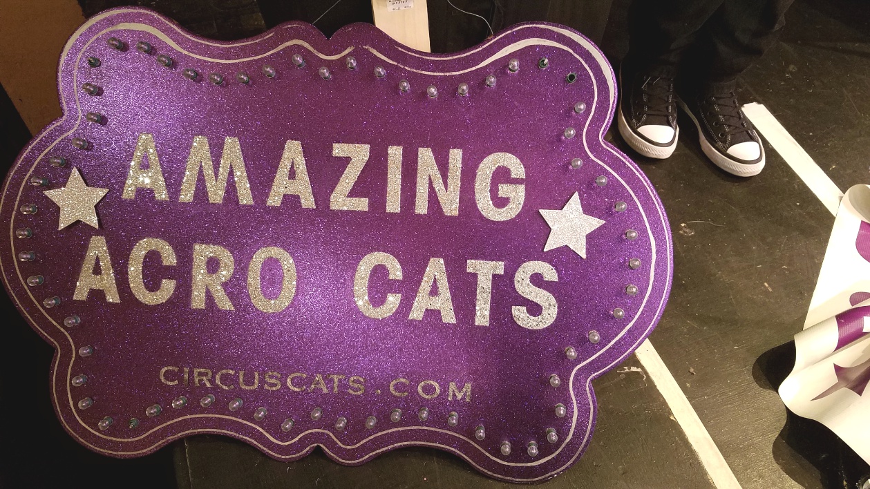 The Acro-Cats Are In Town And You Don't Want To Miss This Traveling Cat Troupe