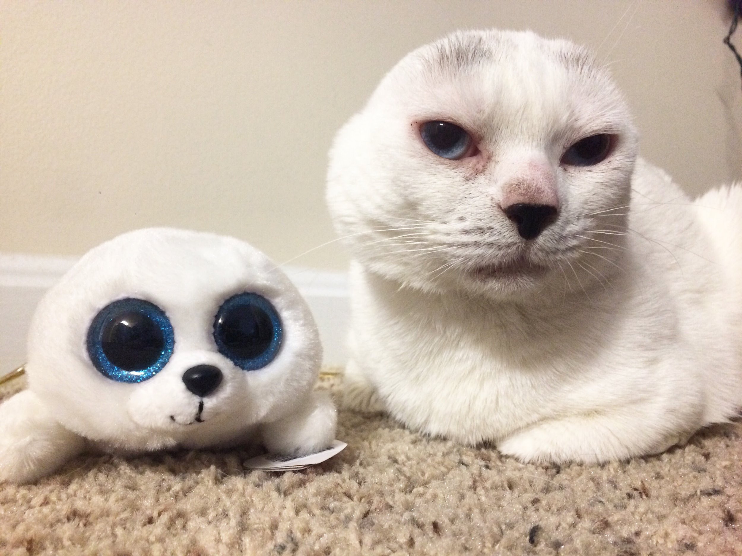 Interviews With Cats: Otitis The Adorable Earless Rescue Cat!