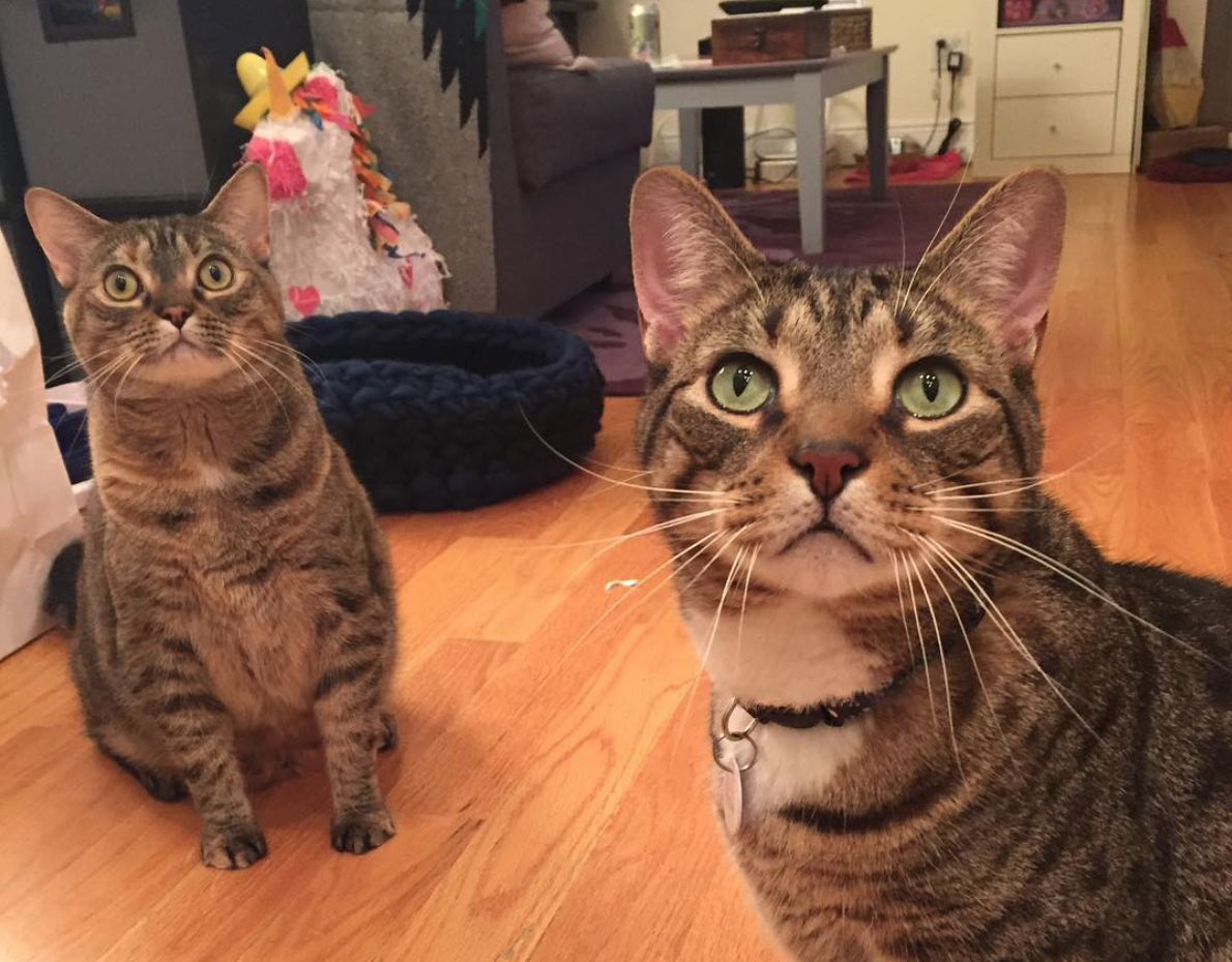 Interviews With Cats: Ziggy and Chopper