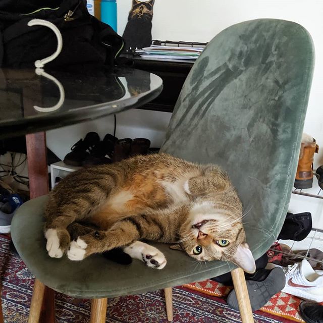 Hello from Thomas upside-down-on-the-chair! 😺🛋️👋 #brooklynkitty #catlife #babysocute