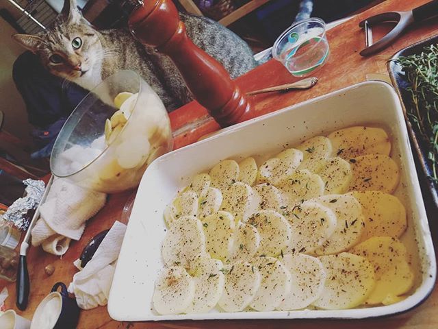 #Thankful for my goofy kitchen helper, Thomas 😻 #HappyThanksgiving everyone! #kitchenhelper #thanksgivingdinner #potatogratin