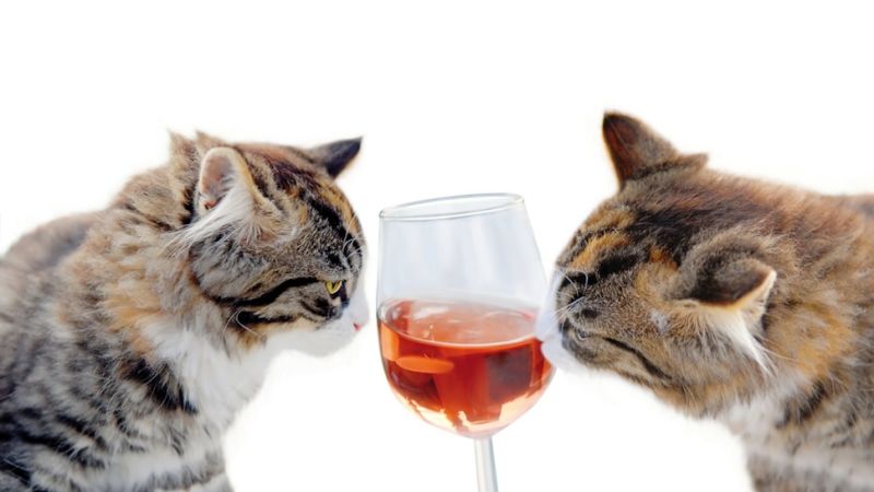 Finally! Non-Alcoholic Wine For Cats Available In The US