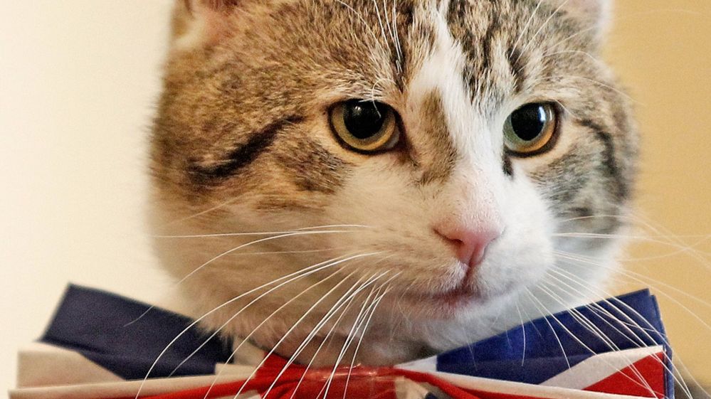 Friday, May 6th, 2016: #CatsInTheMews Bi-Weekly Roundup