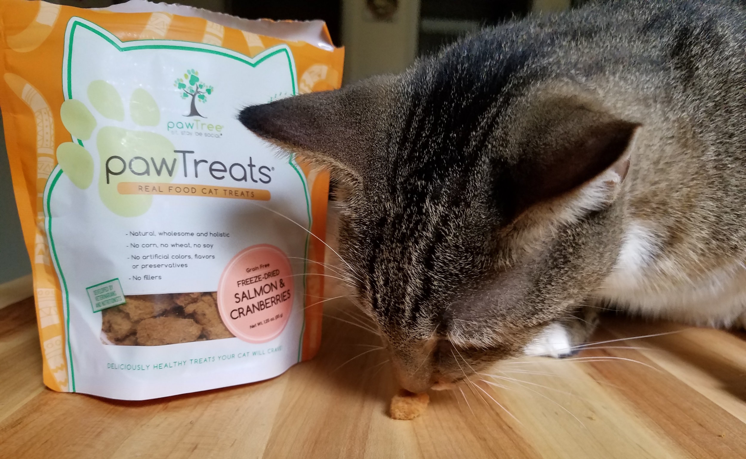 pawTree Announces PURRfect New Line Of Cat Products!