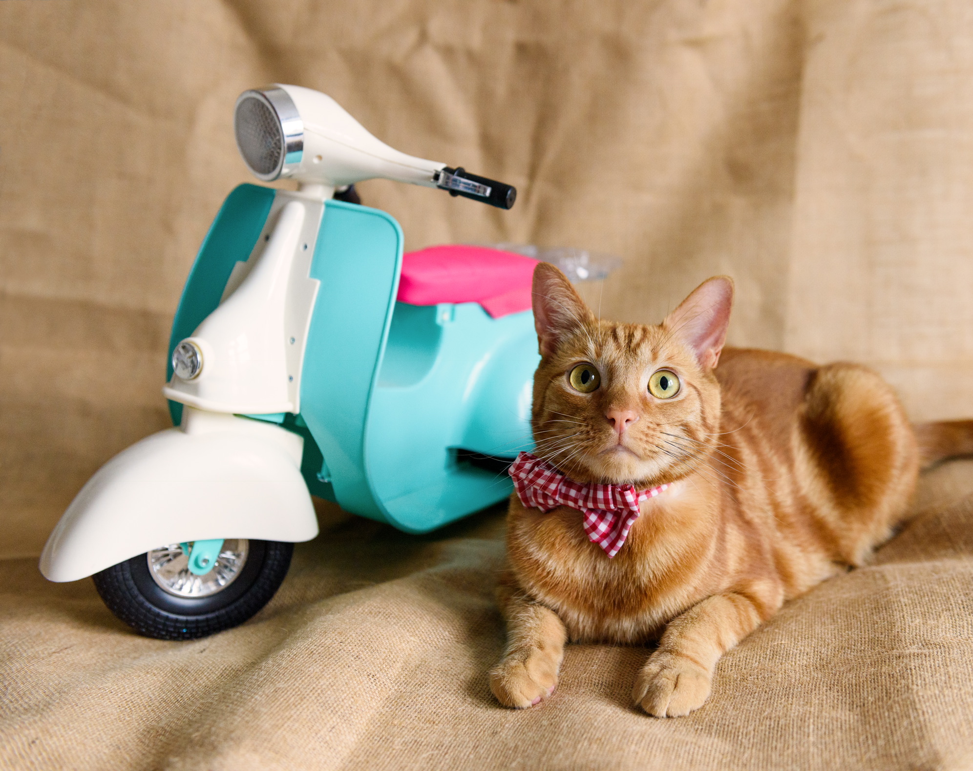 Interviews With Cats: Approved By Archie!