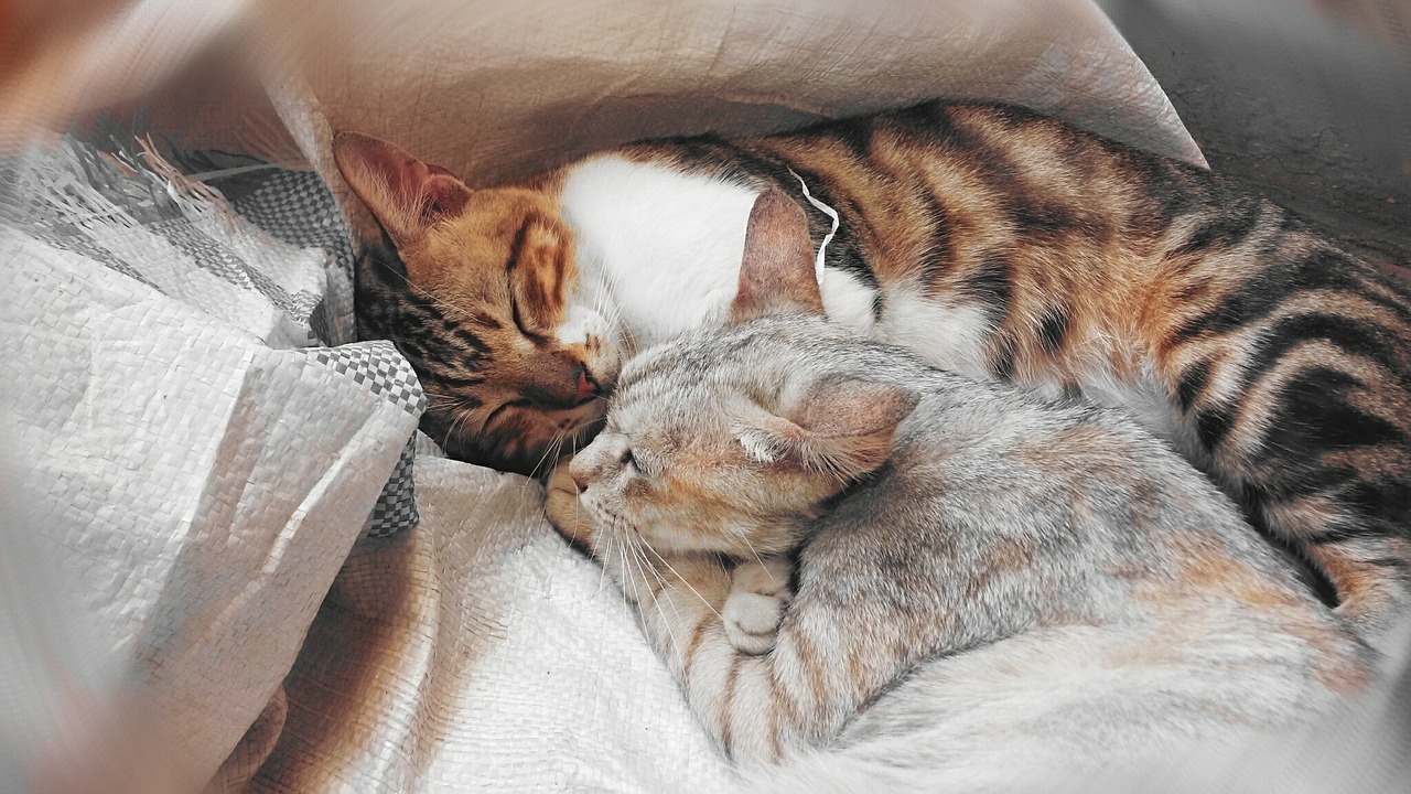 Best Friends Animal Shelter NYC Hosting $14 Adoptions Feb 1-14
