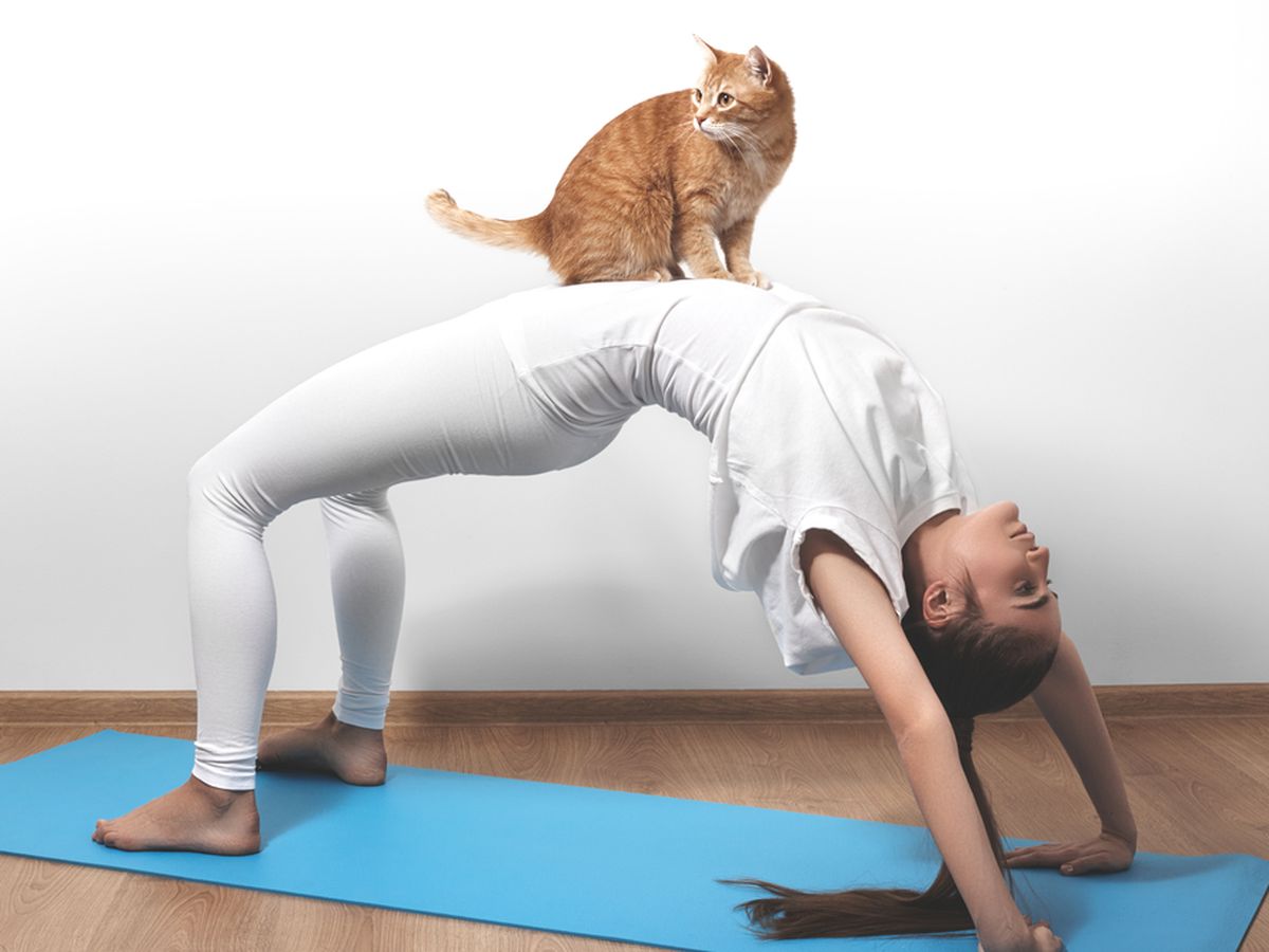 The Lowdown On Cat Yoga