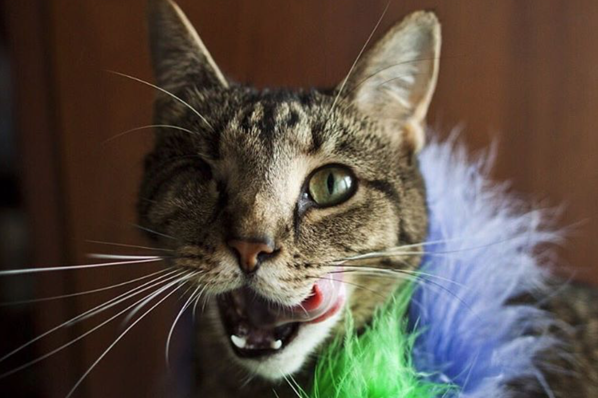 Interviews With Cats: One-Eyed Polydactyl Princess Sparkle