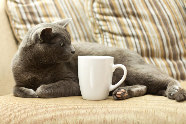 From LA to NYC: The USA Cat Cafe Roundup