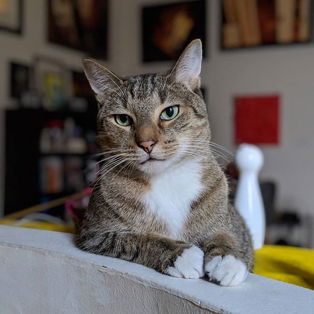 Thomas making his "middle school picture day" face 😼 #pictureday