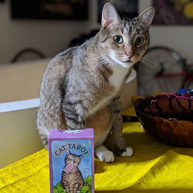 Thomas looks skeptical about this tarot business ... 😼 But ma loves her new deck of #cattarot cards from cat artist extraordinaire @meganlynnkott! All 78 cards are illustrated with adorable #feline centric scenes, and comes with a guidebook which explains tarot and how to use the cards. 🃏 Catch Megan in NYC June 1 &amp; 2 at @catcampnyc !