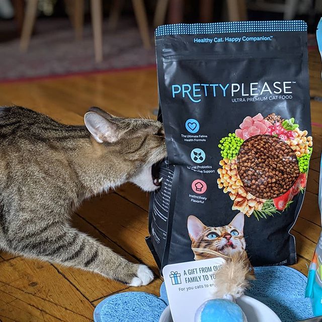 Wow, what a great mail day from our friends over at @prettylittercats! And just in time for #NationalPetDay too 😺 What a surprise, thank you so much! Thomas loves his new goodies and he couldn't wait for me to open the food bag lolz 🥳 (And btw - this post is NOT sponsored! We were so delighted to get this unexpected goodie box in the mail today. Thanks, you made our day!)