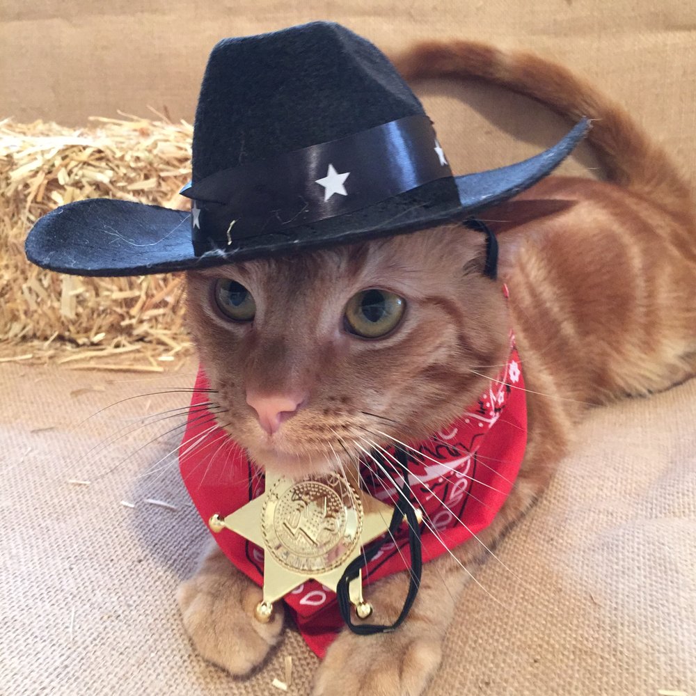 Cowboy Archie says: “Always drink upstream from the herd.”