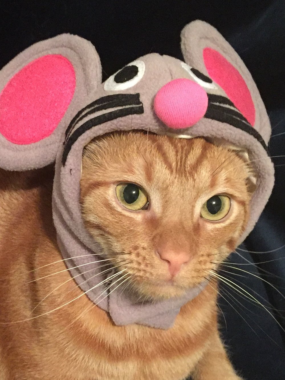 I’ll even let you put silly hats on me!