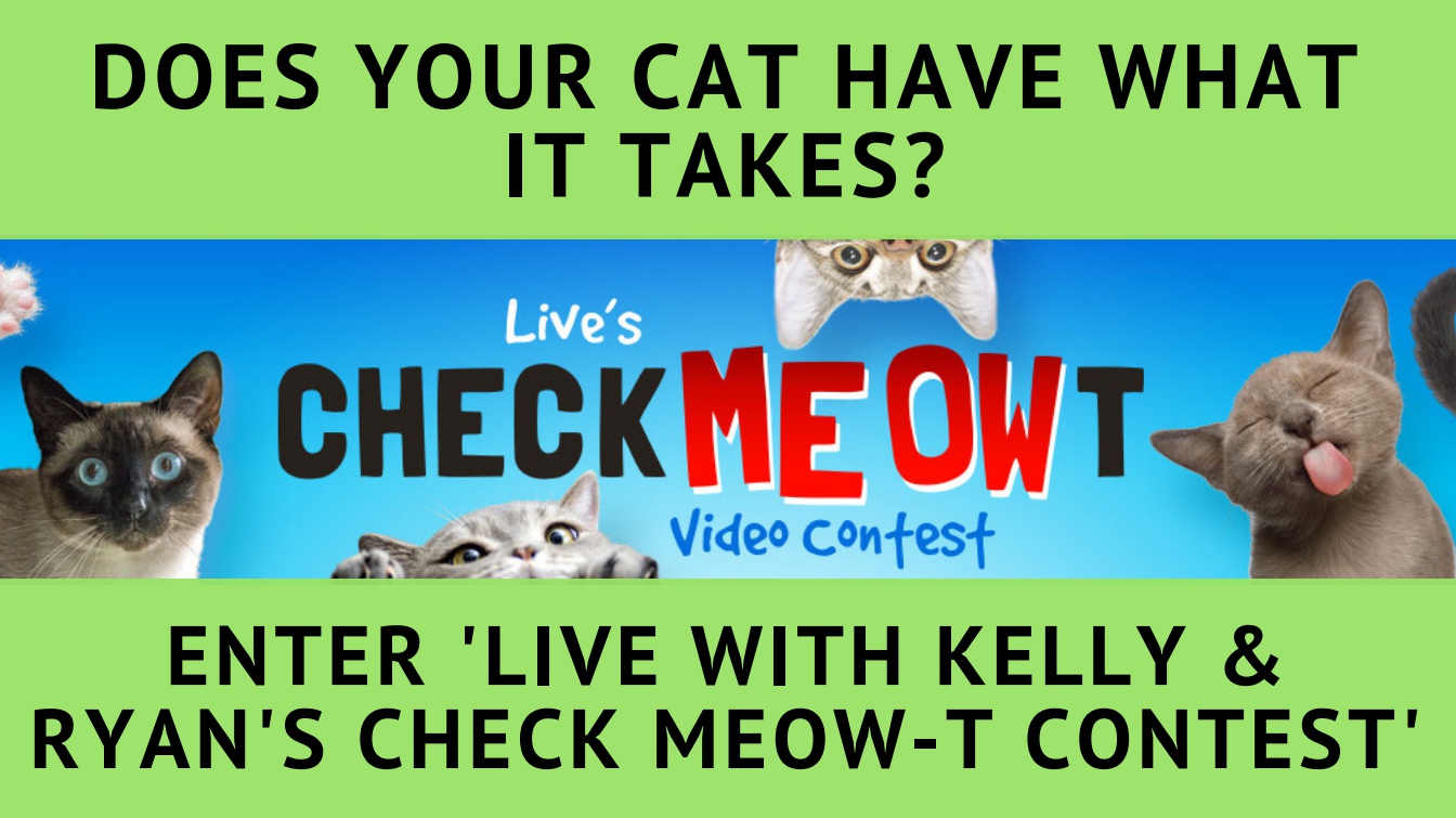 Enter Your Cat Into Kelly Ripa and Ryan Seacrest's "Check Meow-T Video Contest