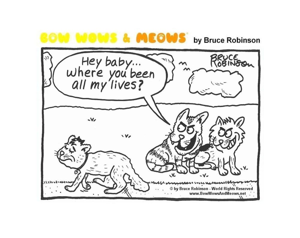 Cat pun humor.