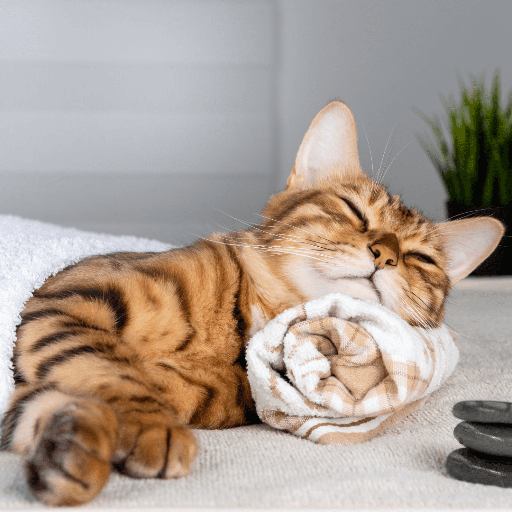 Bengal Cat