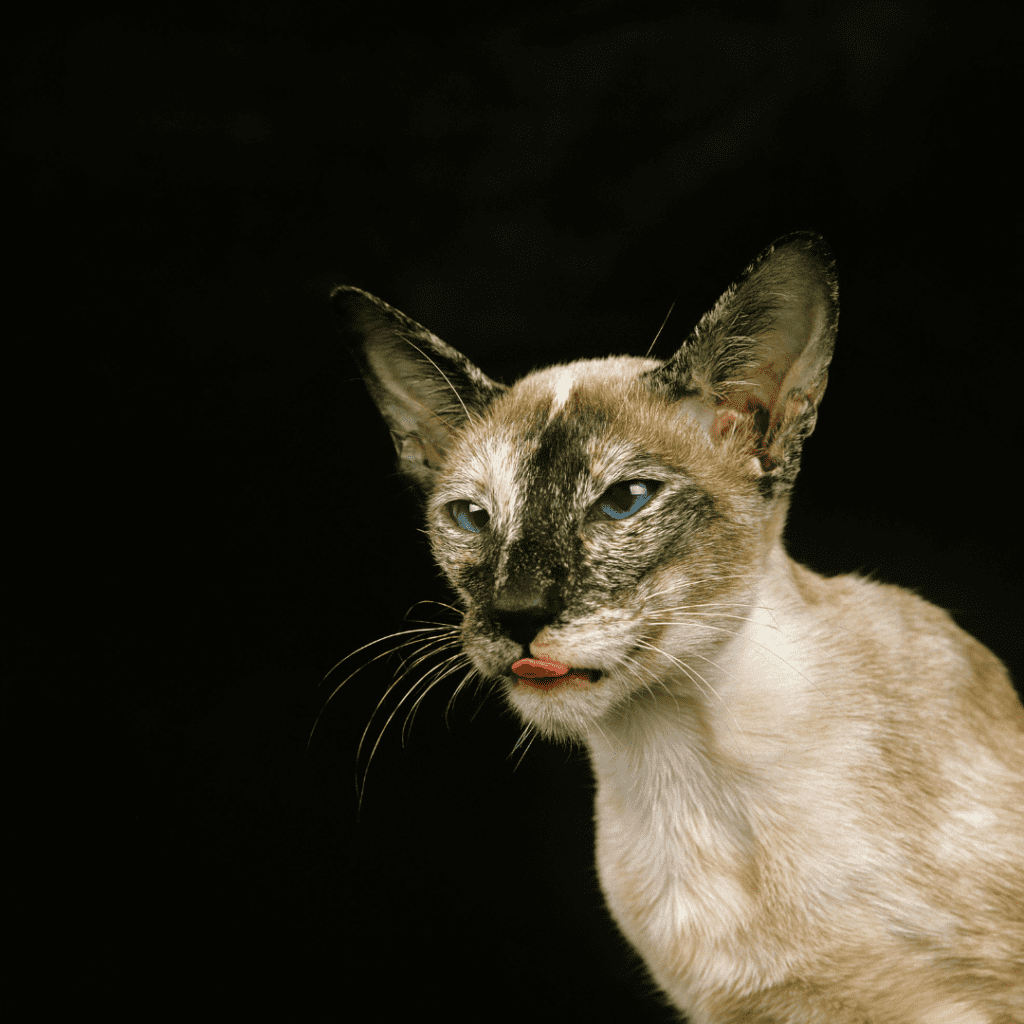 tortoiseshell siamese cat