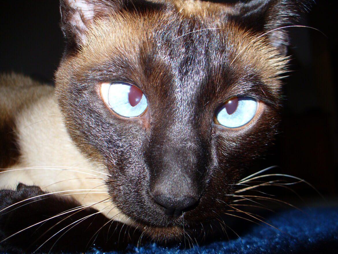 siamese cat eyes crossed