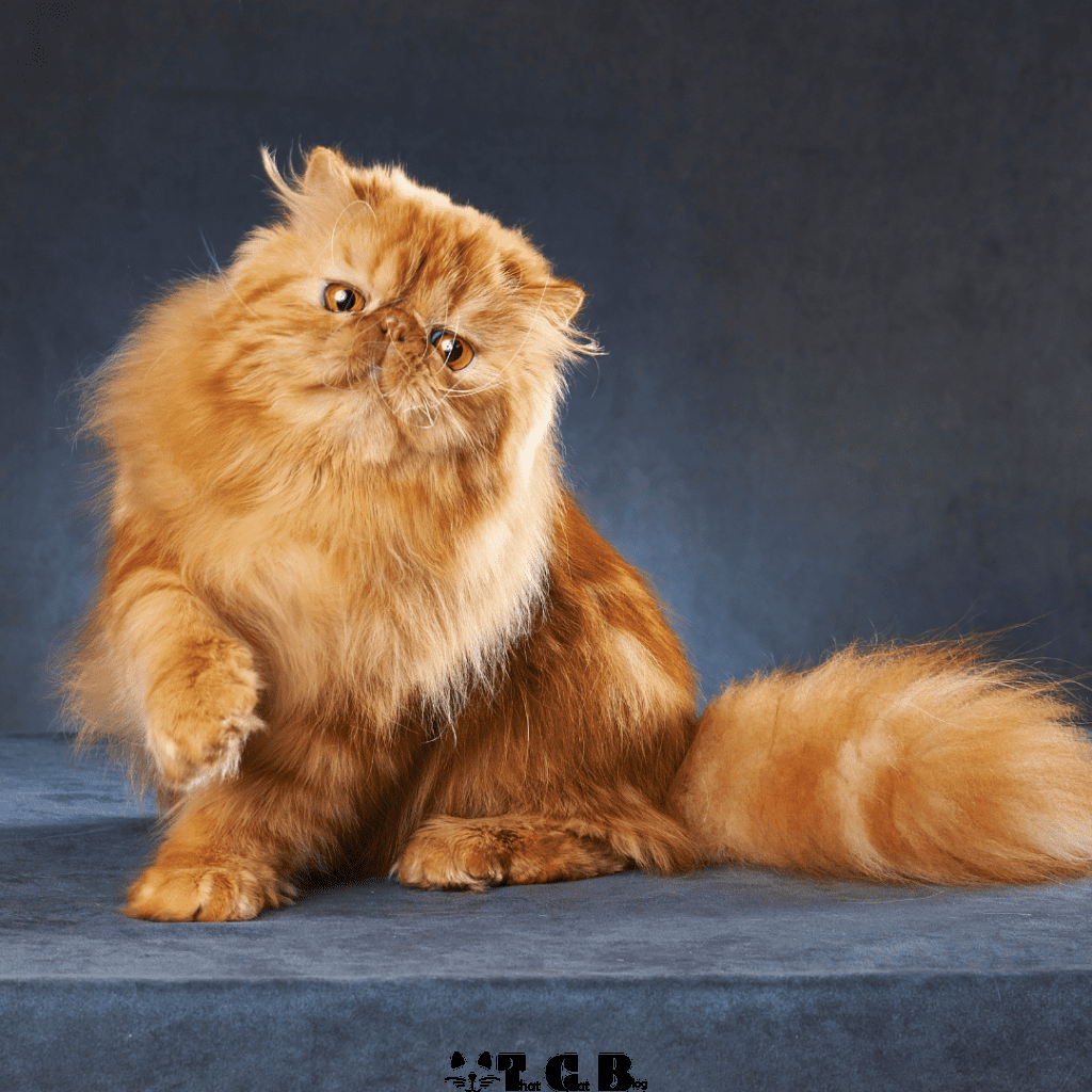 Healthy persian cat