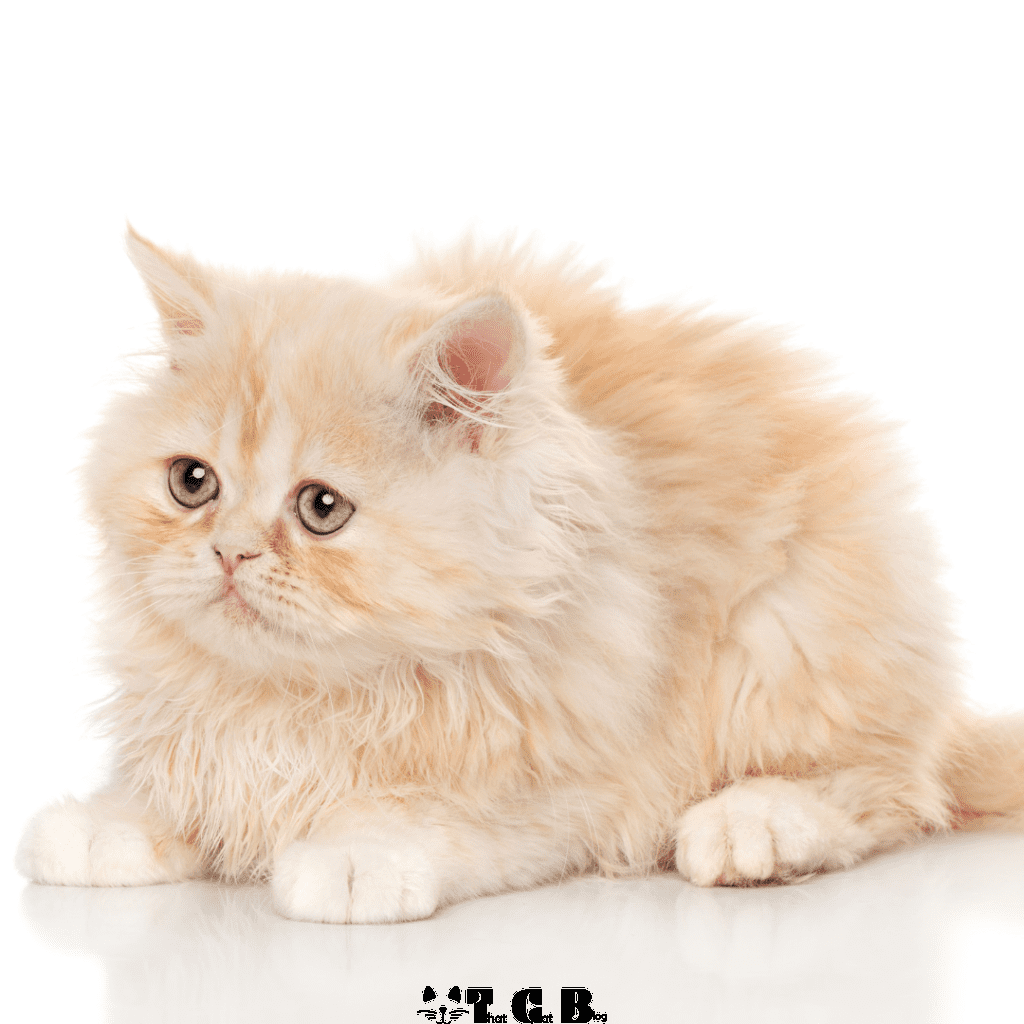 persian cats price