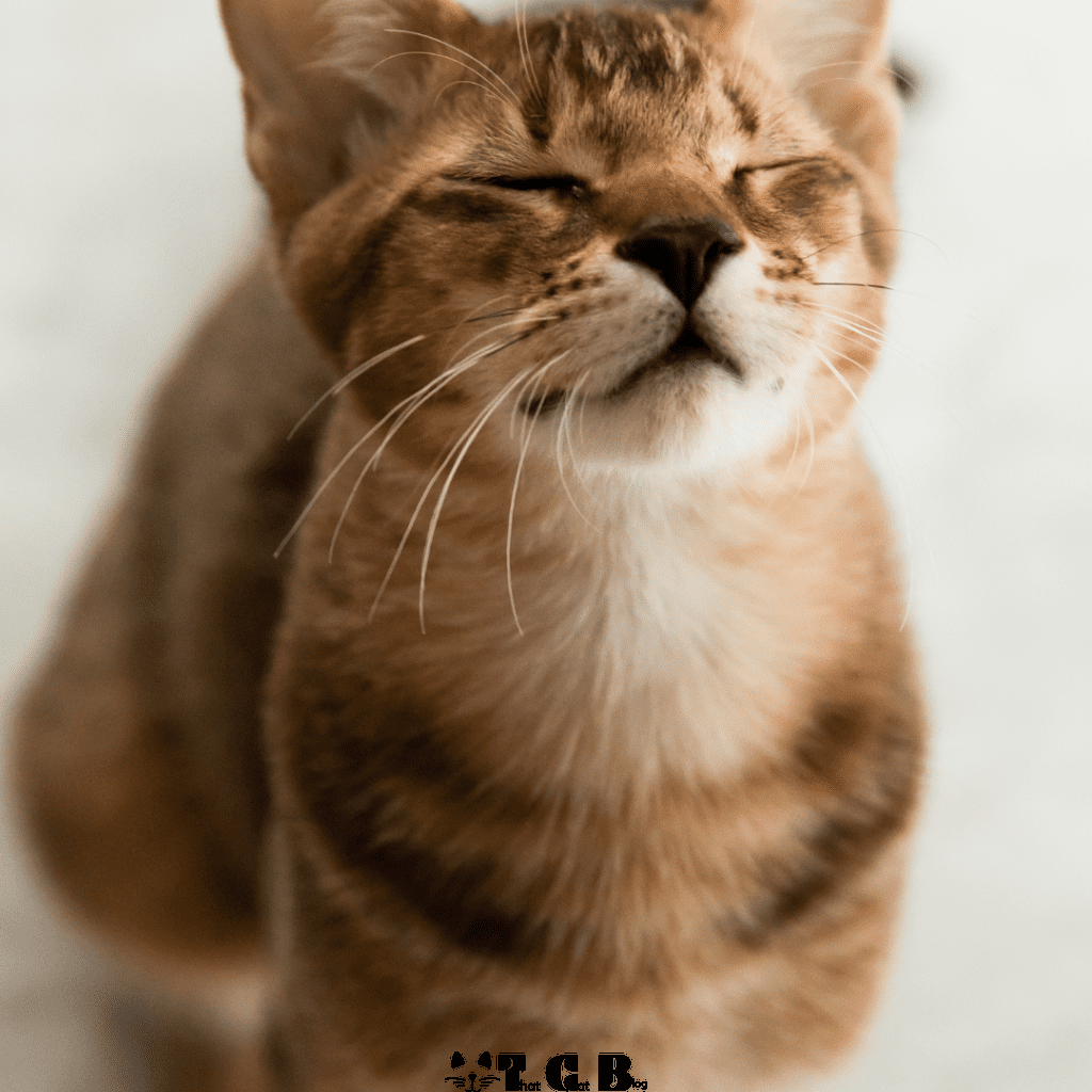 Chausie