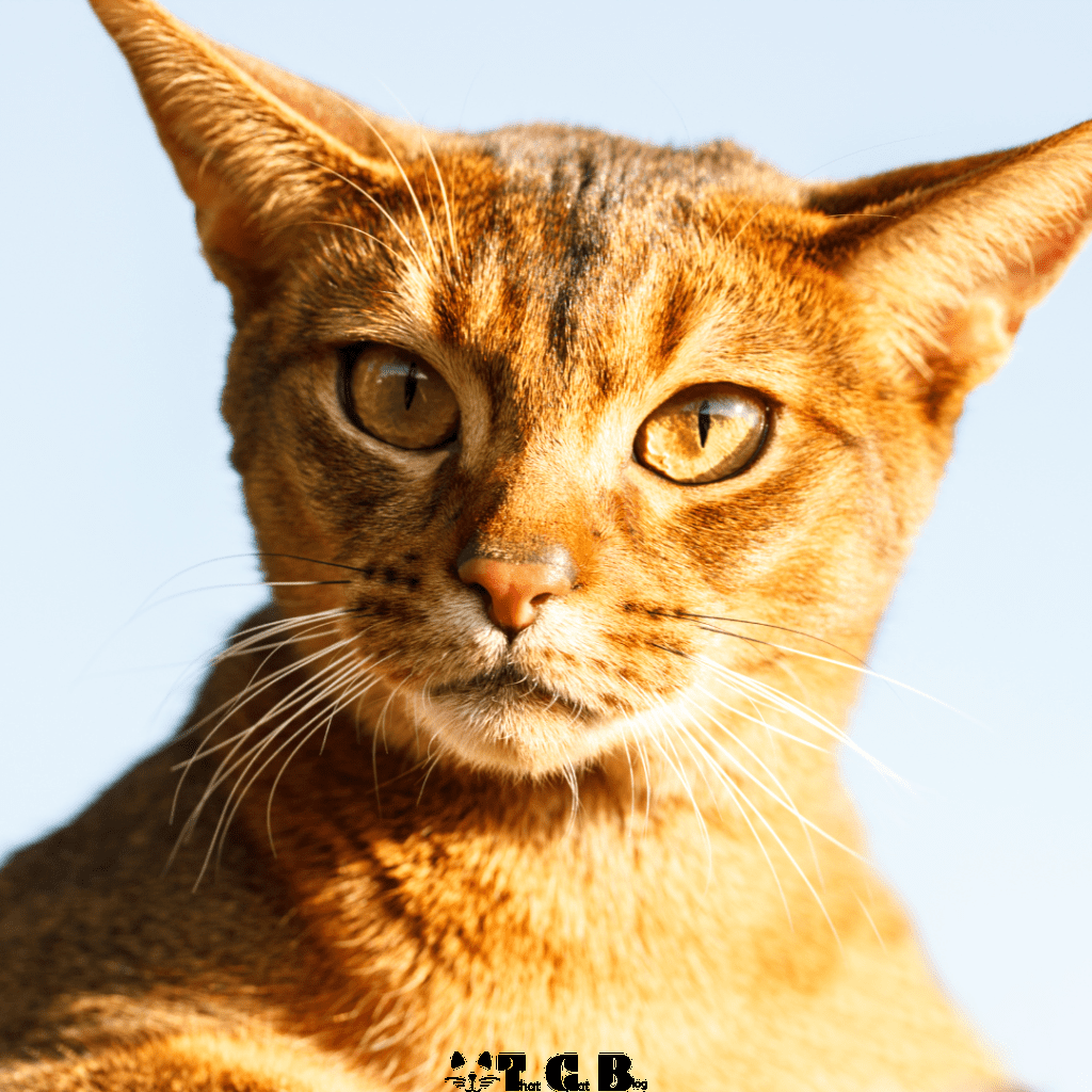 Abyssinian