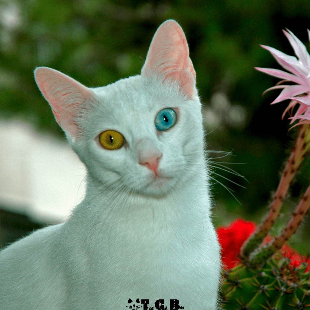 Turkish Van