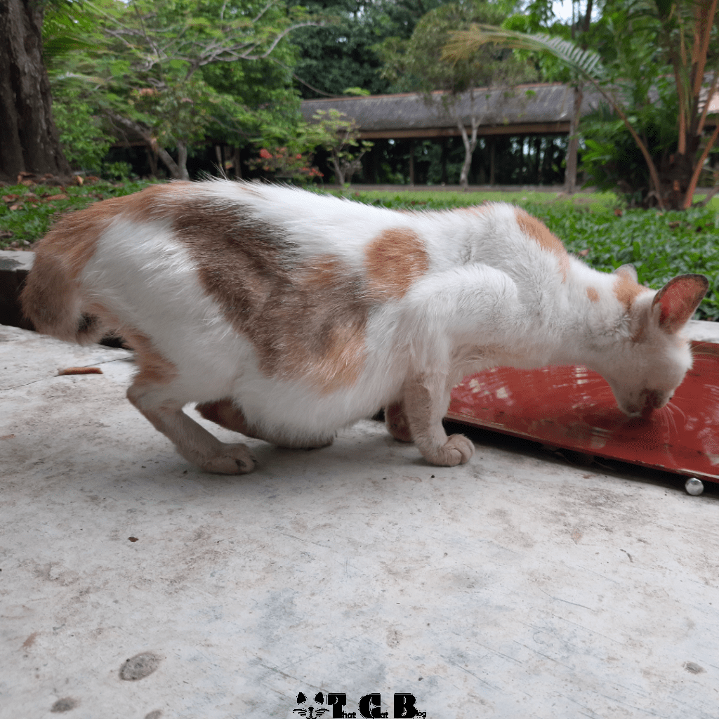 Pregnant cat drinking water