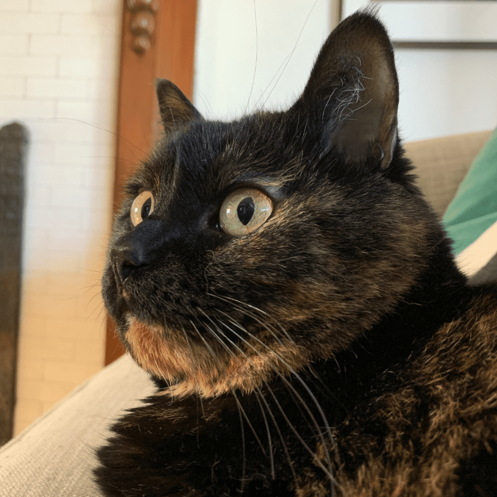 Tortie cat