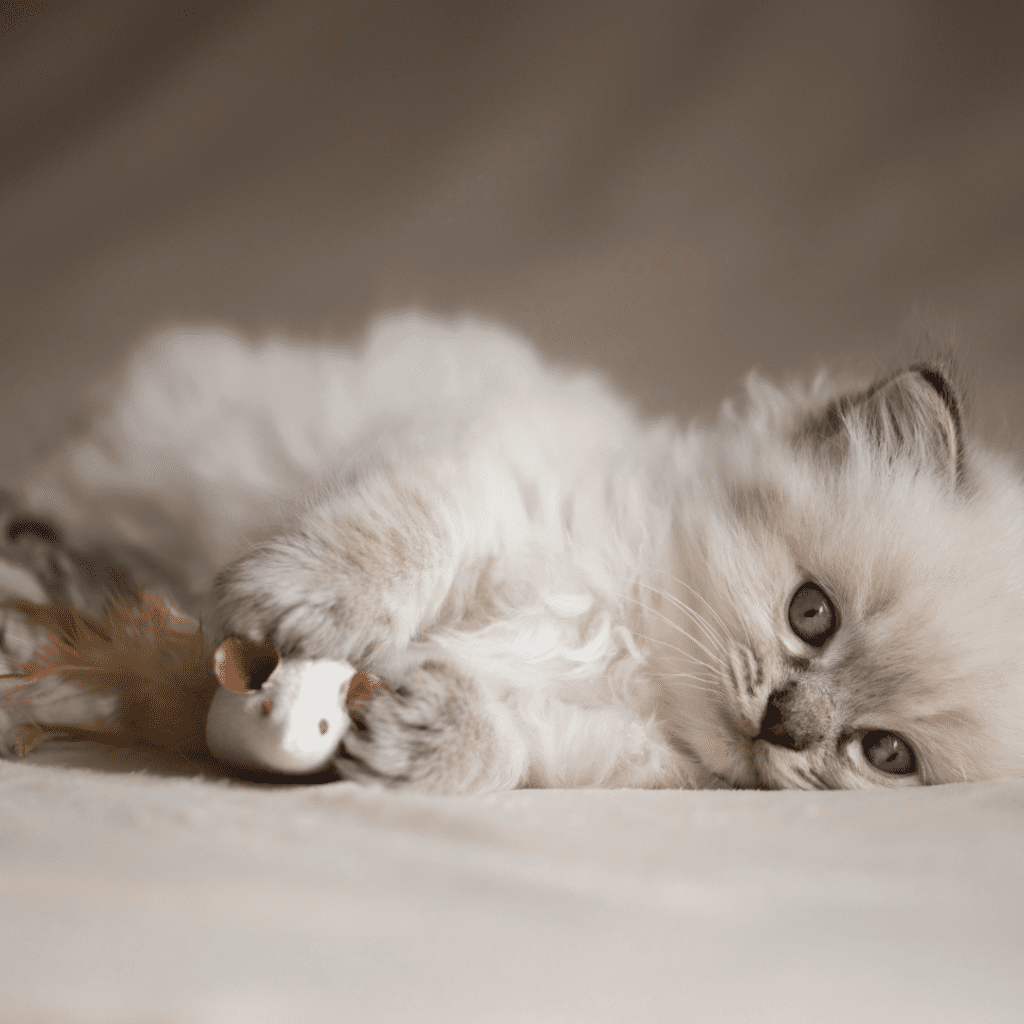 Lilac Lynx Point Ragdoll