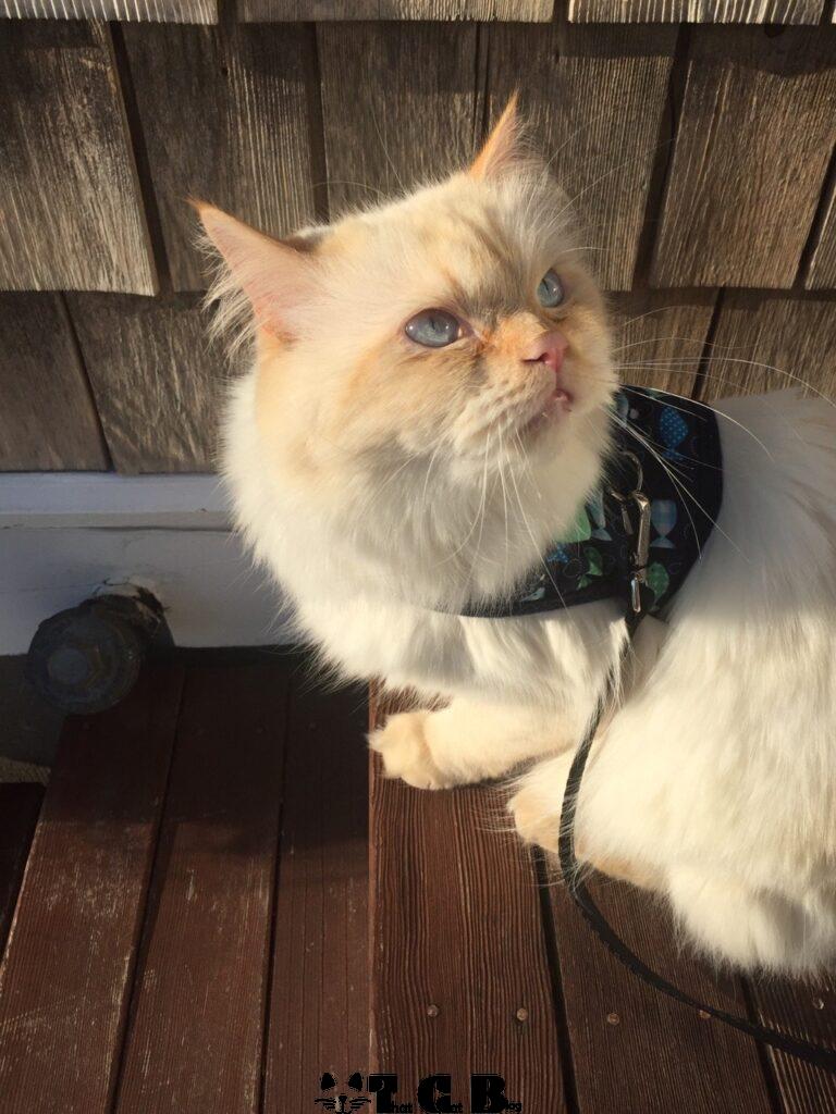 Flame Color Point Ragdoll