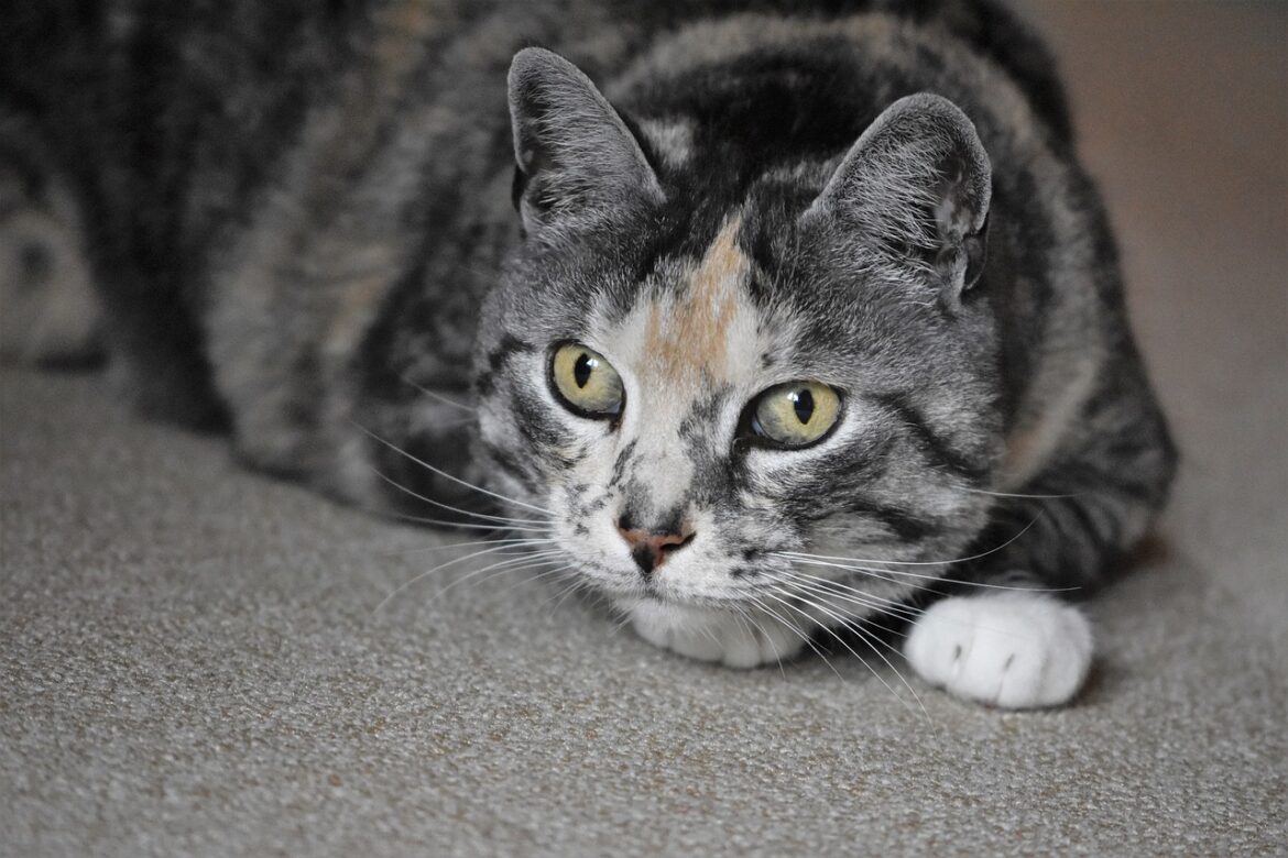 cat crouching